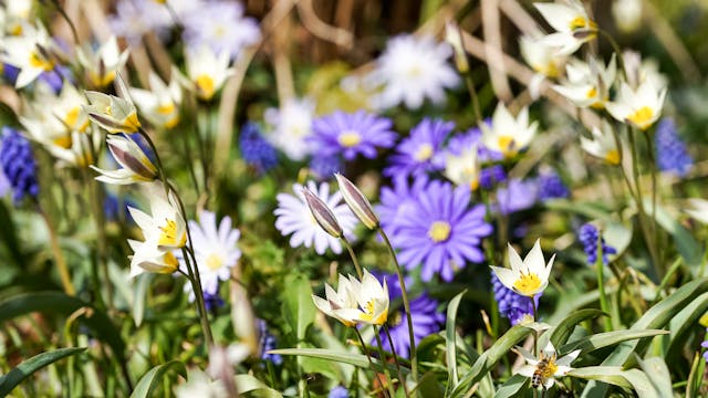 Boucle d’oreille fleur blanche : un choix plus subtil qu’il n’y paraît