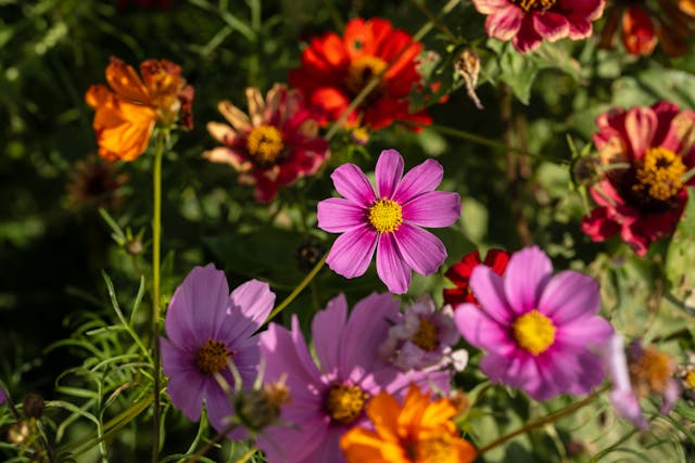Boucle d’oreille fleur rose : une douceur qui change tout